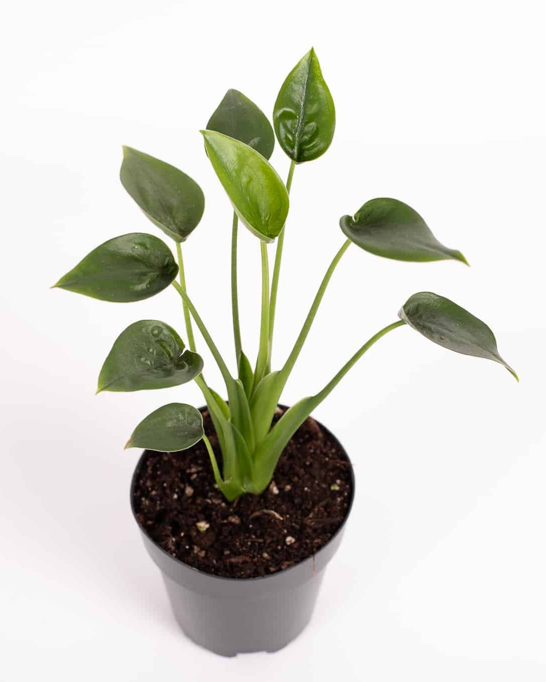 alocasia tiny dancers