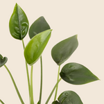 Alocasia 'Tiny Dancers' Medium