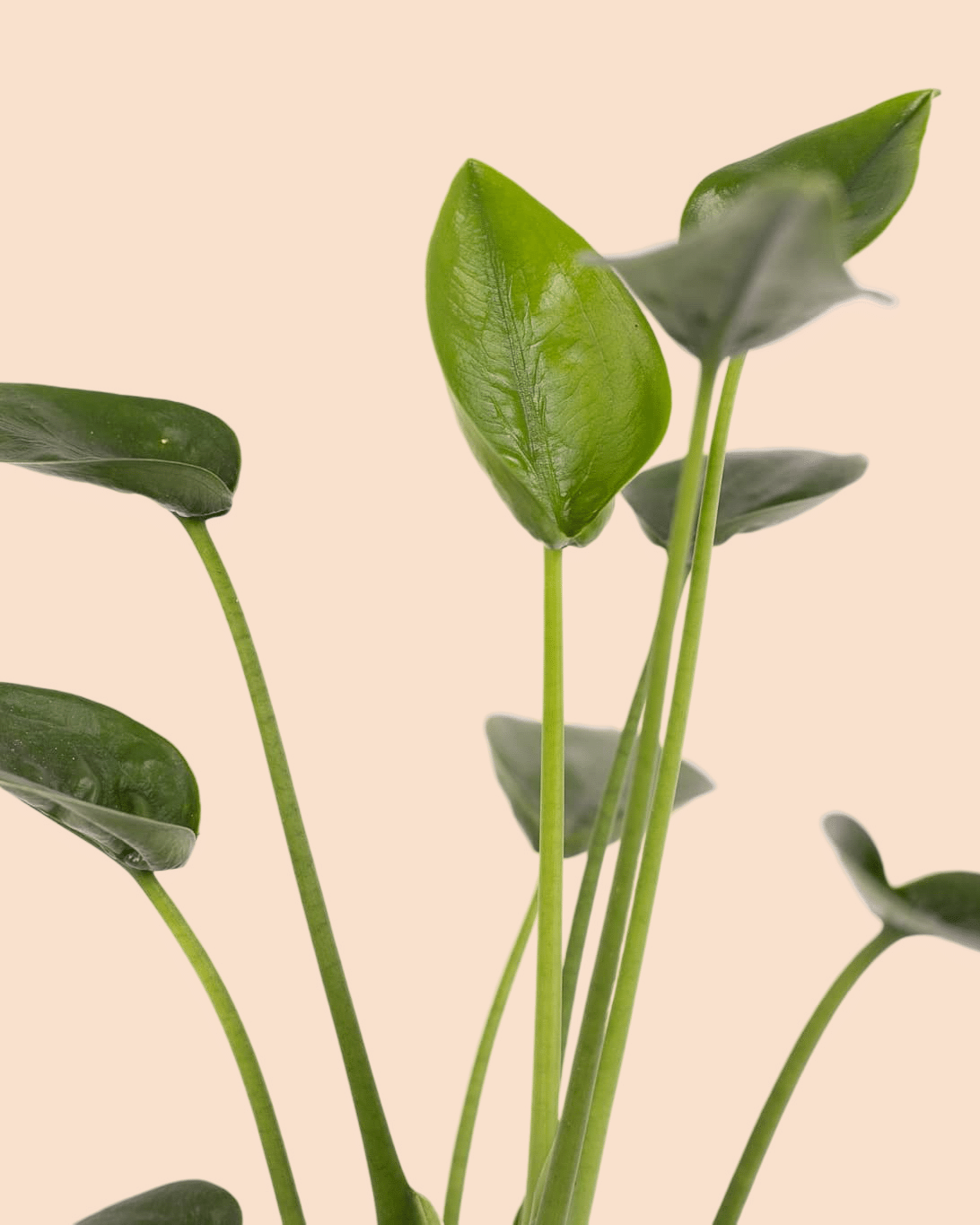 Alocasia 'Tiny Dancers' Medium