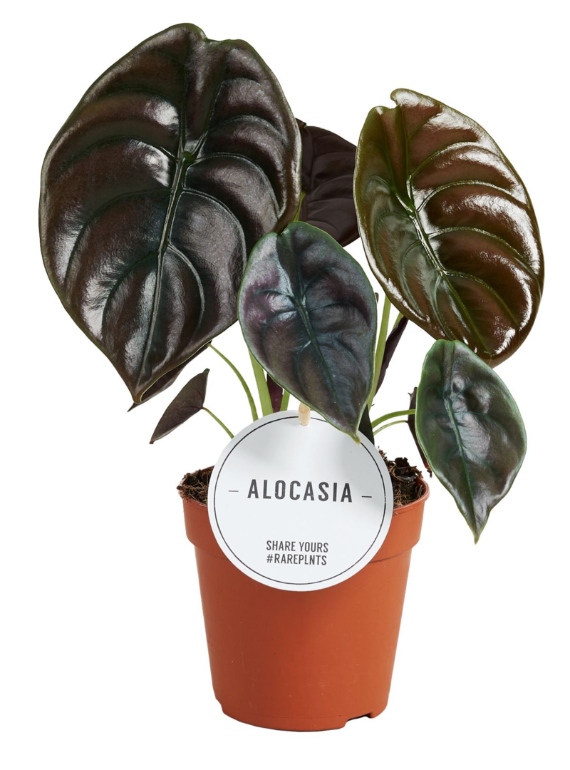 Alocasia Cuprea 'Red Secret' M