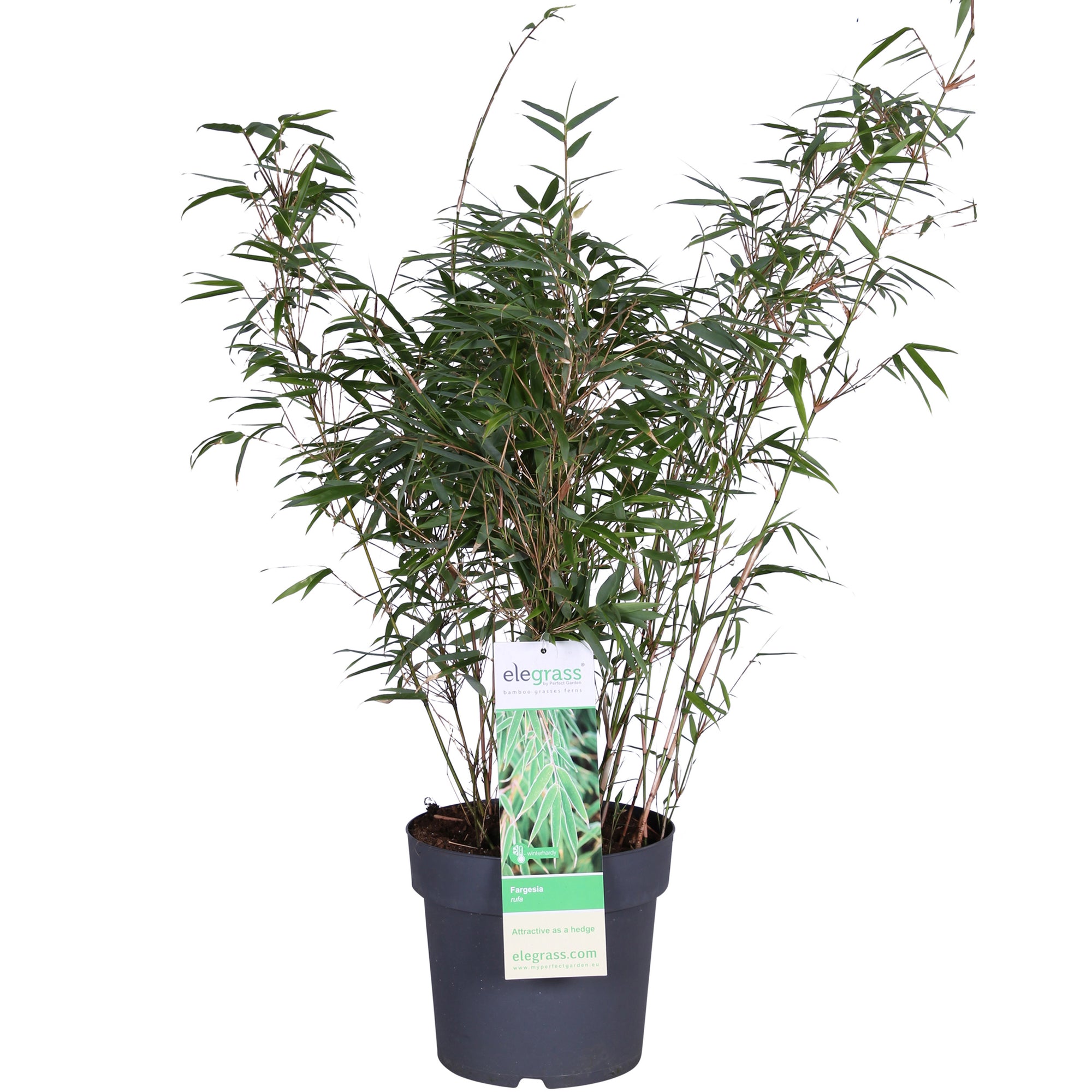 Fargesia rufa (Non-Invasive Clumping Bamboo) – 23cm Pot, 110cm Height -  Plant Circle.
