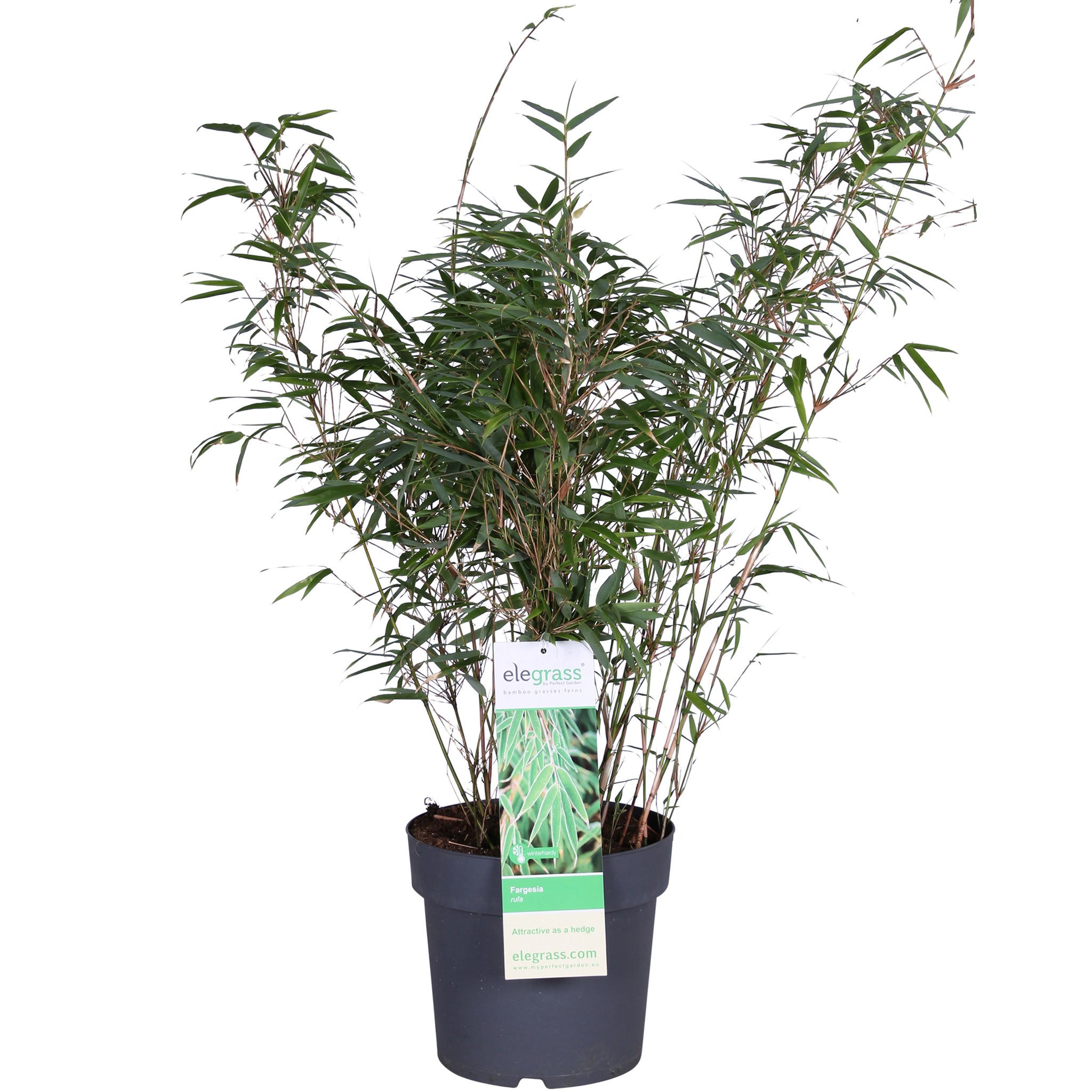 Fargesia rufa (Non-Invasive Clumping Bamboo) – 23cm Pot, 110cm Height -  Plant Circle.