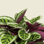 Goeppertia (Calathea) Roseopicta 'Angela' XL – XL, Approx. 80.0cm height – 27.0cm Pot Default Title 1