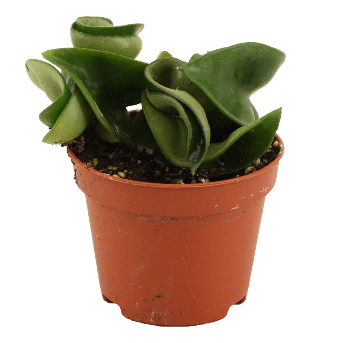 Healthy Hoya Carnosa Compacta Baby by Plant Circle. A perfect hoya carnosa compacta baby by plant circle for your indoor houseplant collection.