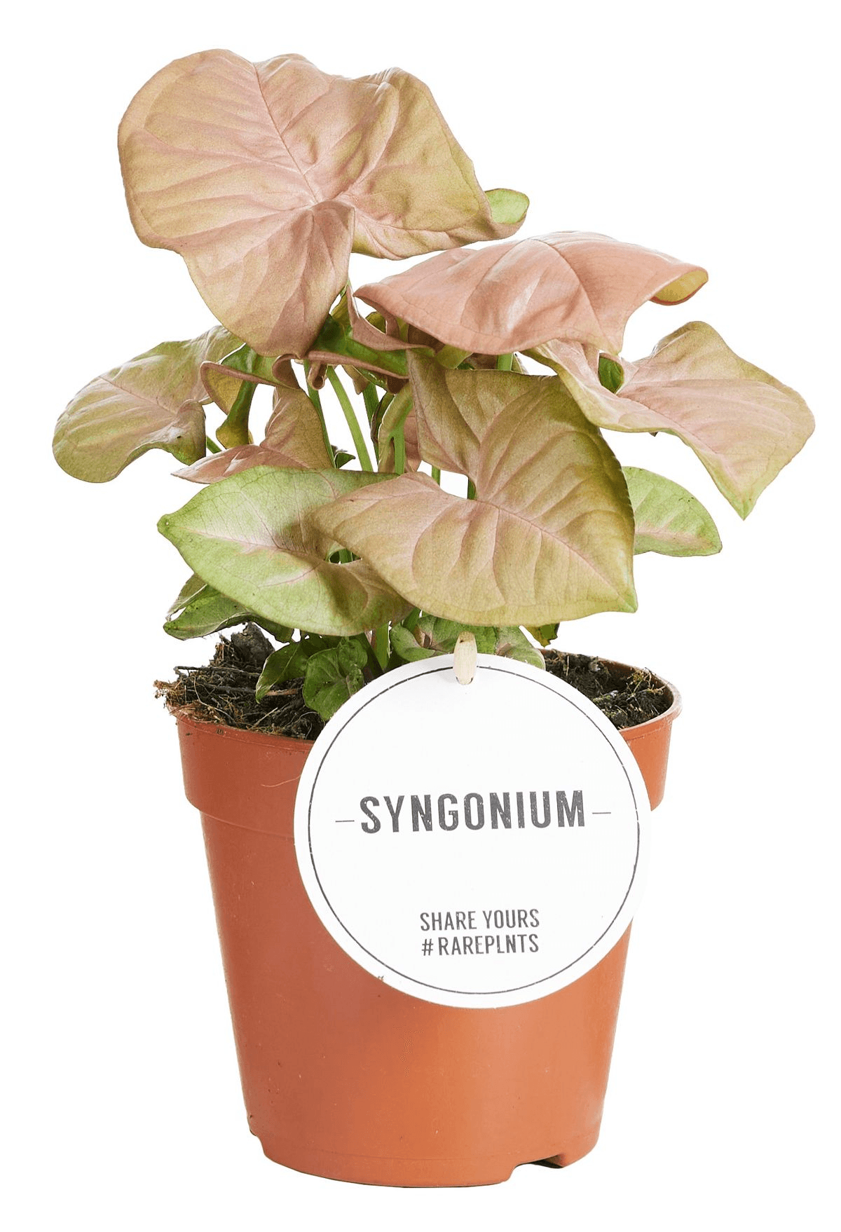 Syngonium Podophyllum 'Neon Robusta' M – Medium, Approx. 25.0cm height – 12.0cm Pot 4