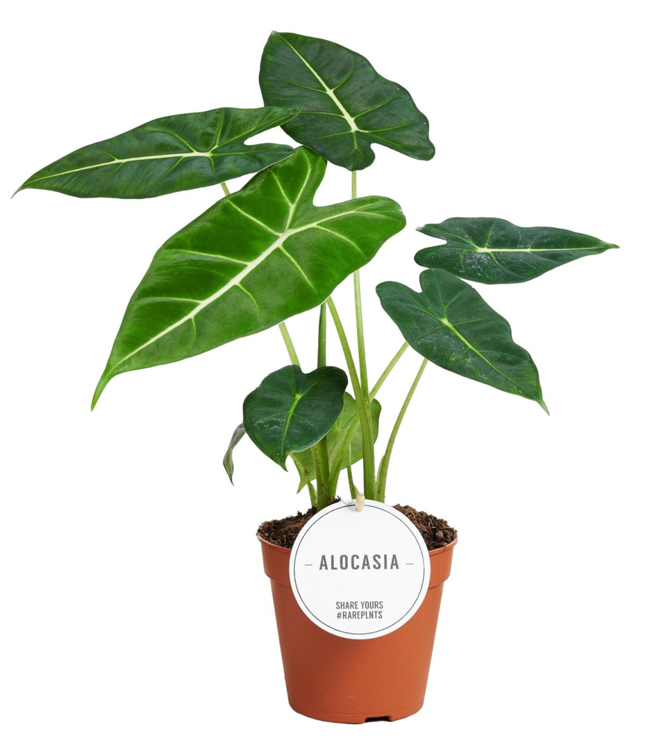 Alocasia Frydek Medium