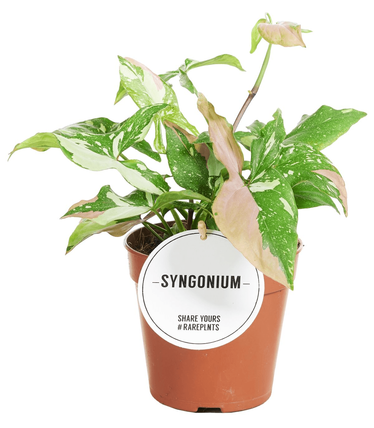 Healthy Syngonium Red Spot Tricolor M. A perfect syngonium red spot tricolor m for your indoor houseplant collection.
