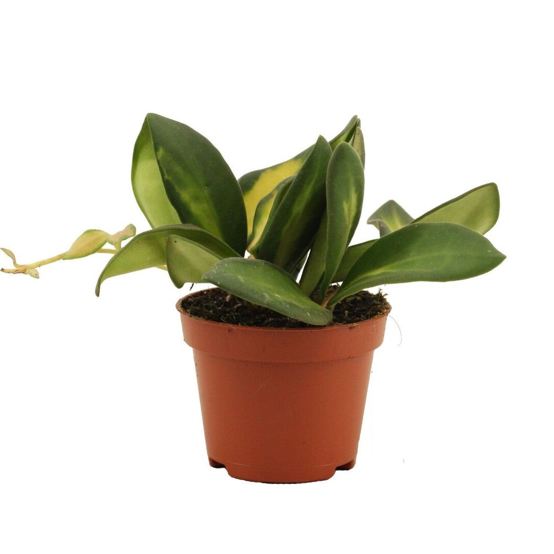 Hoya Burtoniae Variegata Baby by Plant Circle – Baby, Approx. 7.0cm height by Plant Circle – 6.0cm Pot