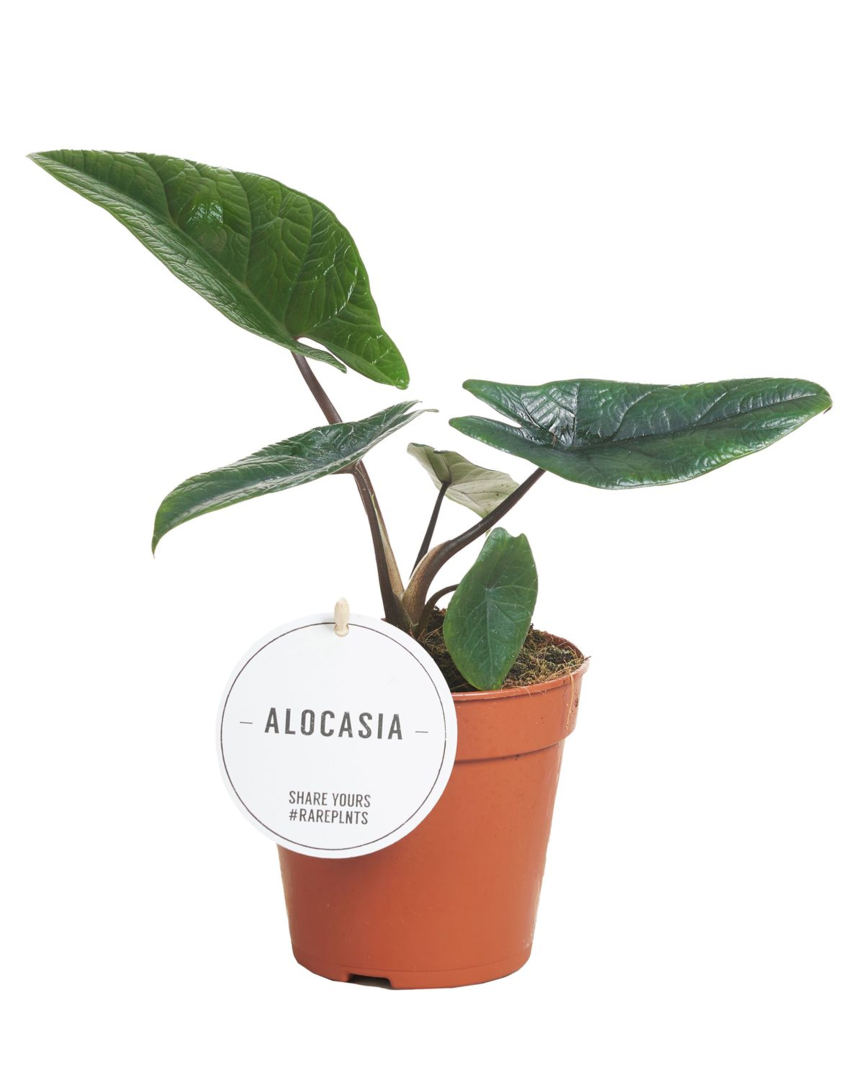 Alocasia Scalprum Medium