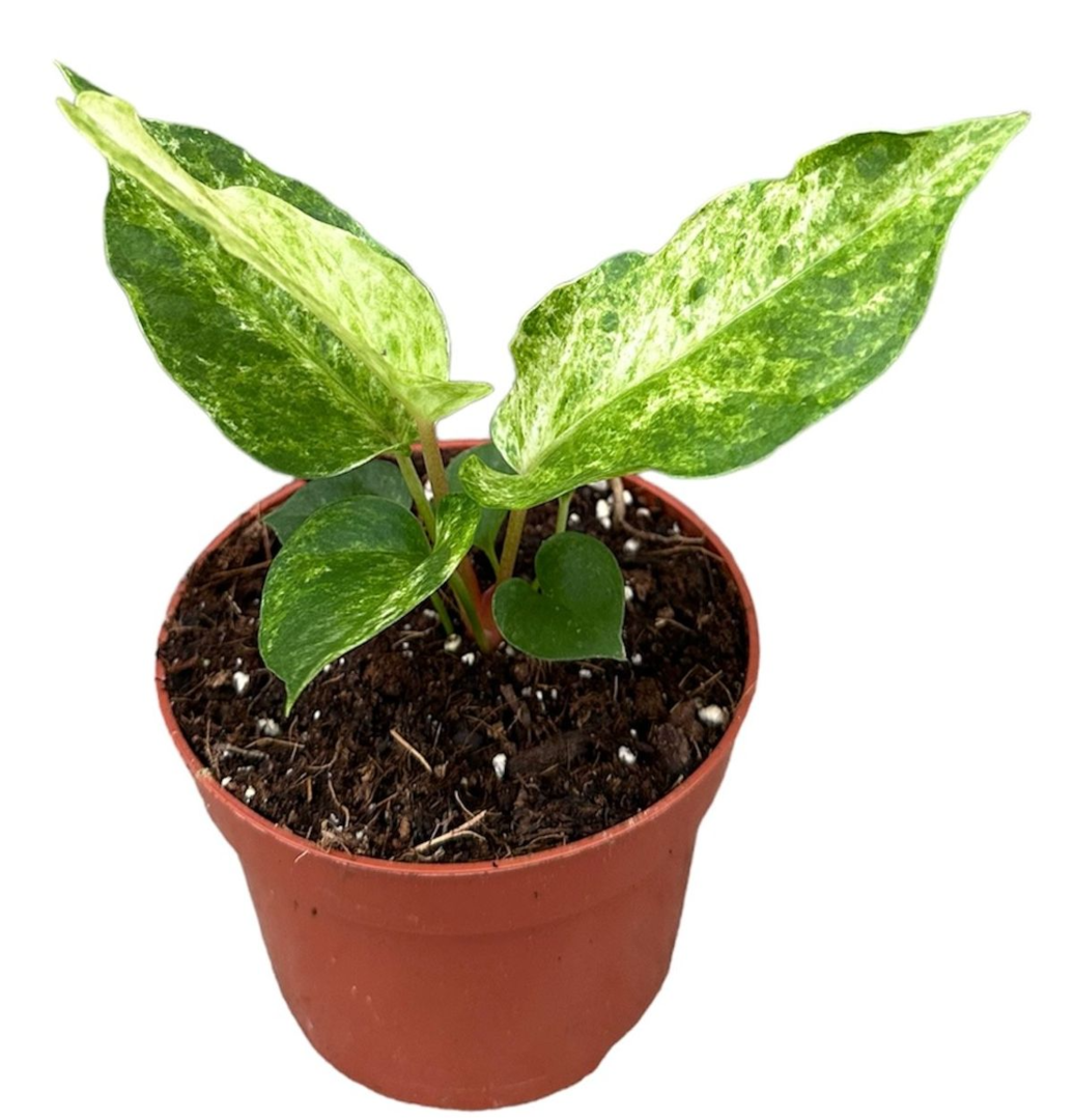 Anthurium Bonplandii Variegata by Plant Circle