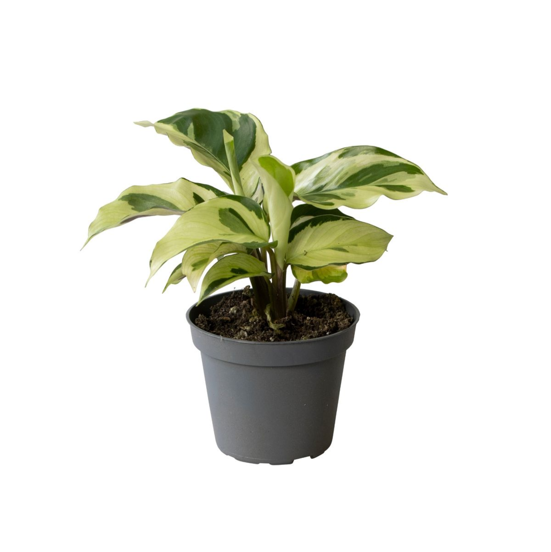 Goeppertia (Calathea) lietzei ‘Yellow Fusion’ (Yellow Miracle) Baby