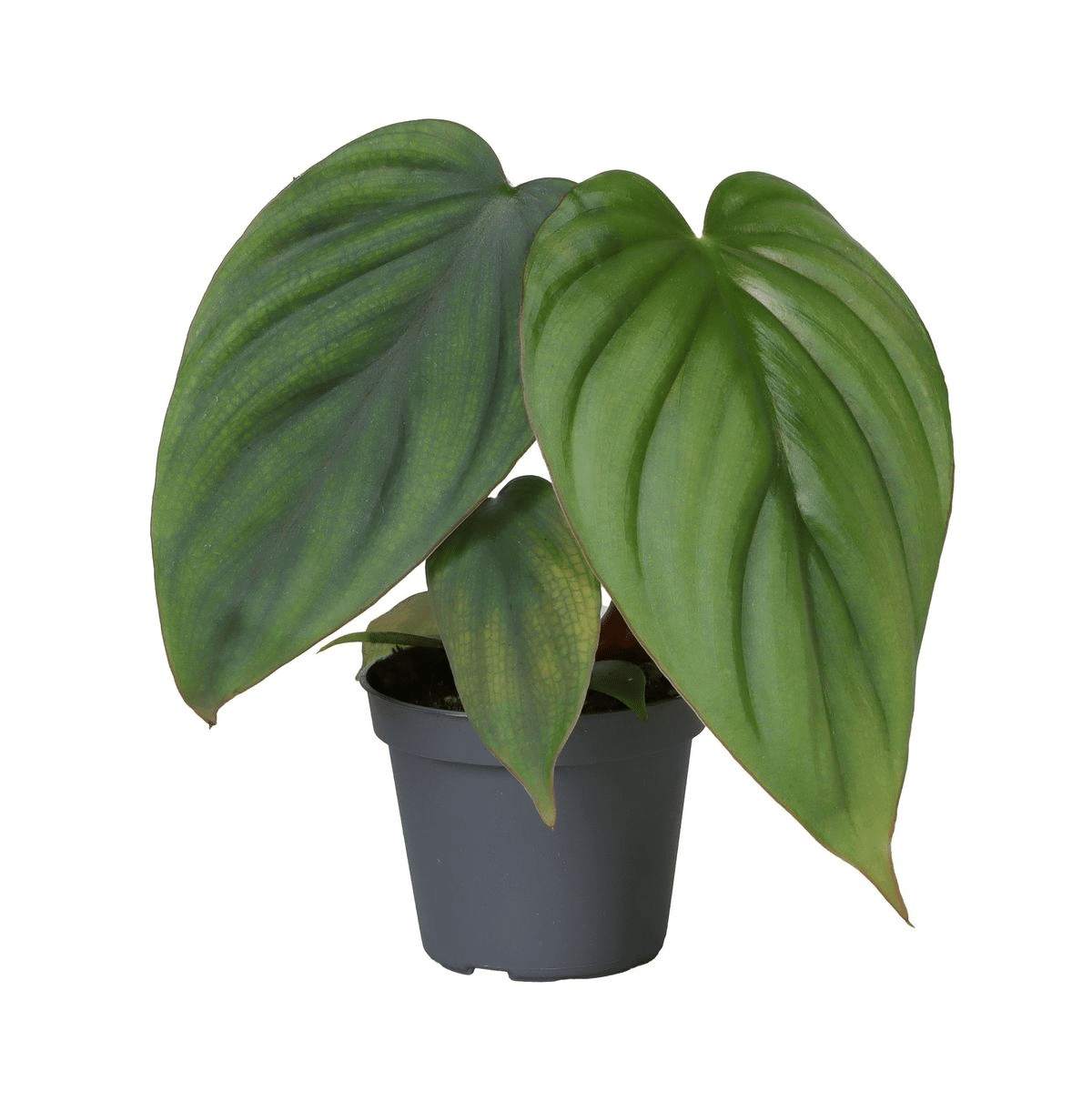 Healthy Philodendron Mamei Baby by Plant Circle. A perfect philodendron mamei baby by plant circle for your indoor houseplant collection.