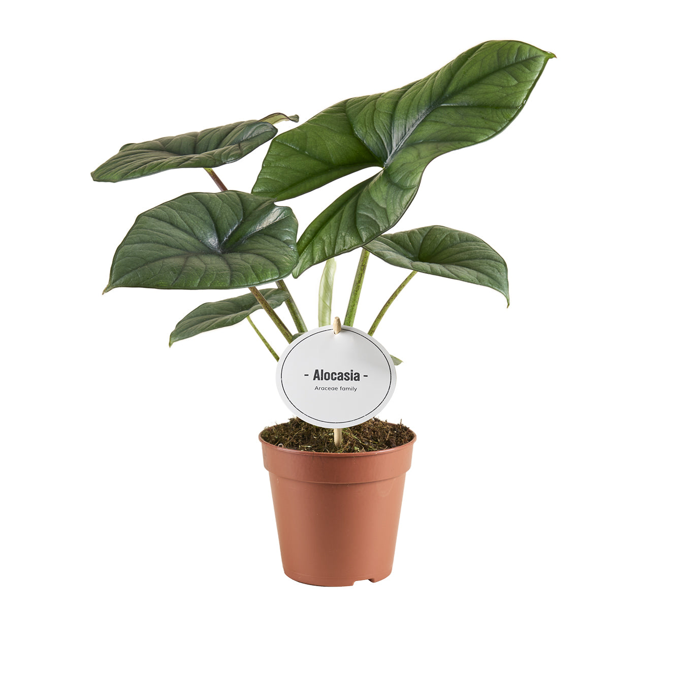 Alocasia sp. Bisma Medium