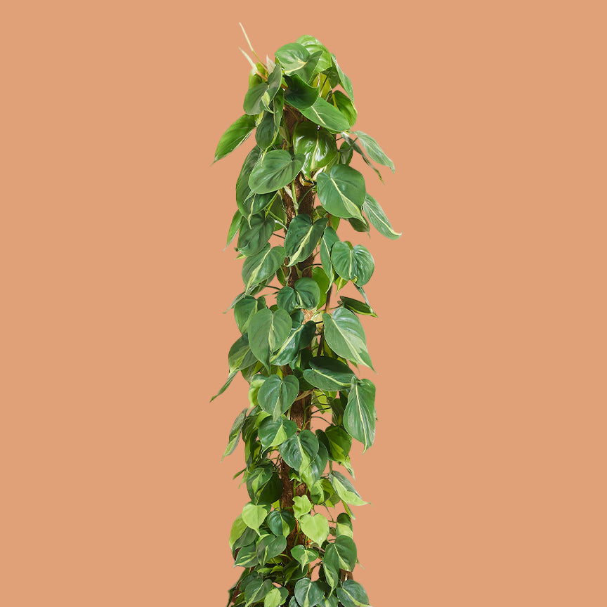 philodendron hederaceum var hederaceum Philodendron hederaceum var. oxycardium 'Brasil' XL Moss Pole Tower