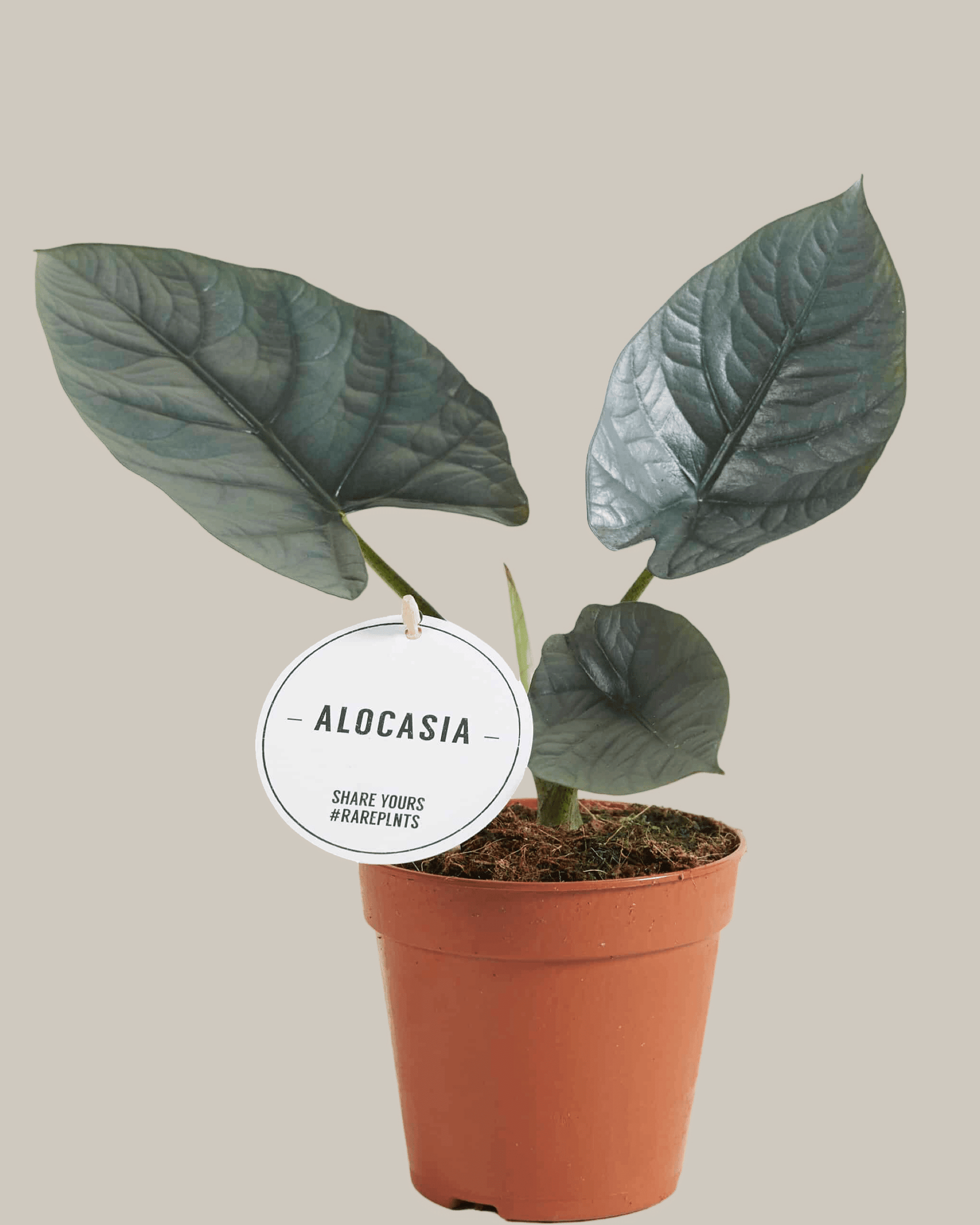 Alocasia Nebula Silver – Medium, Approx. 25.0cm height – 12.0cm Pot 2