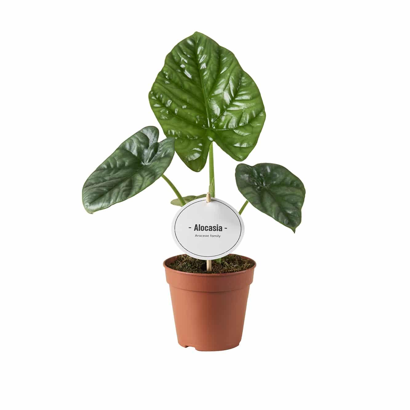 Alocasia Lukiwan	P12	H20
