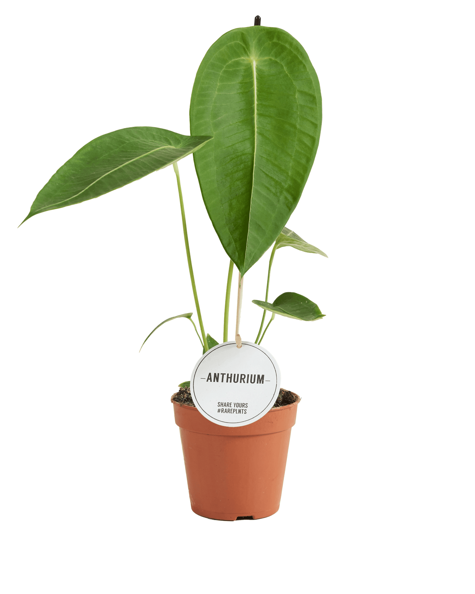 Anthurium Peltigerum by Plant Circle -  Plant Circle.