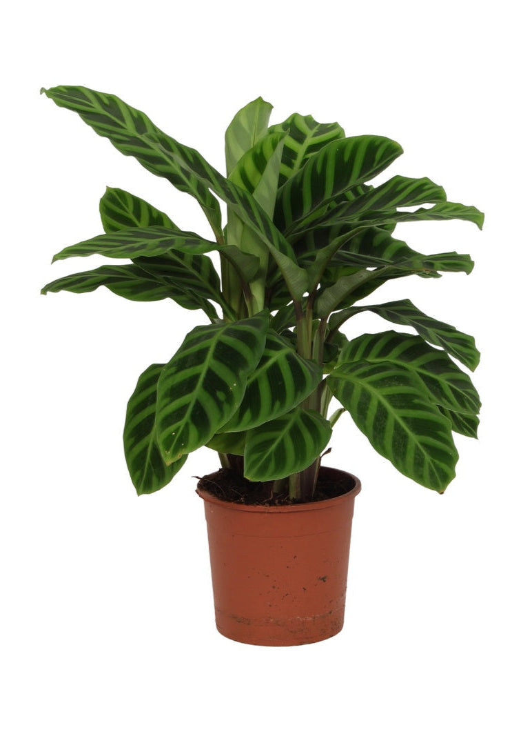 Goeppertia (Calathea) zebrina Medium -  Plant Circle.
