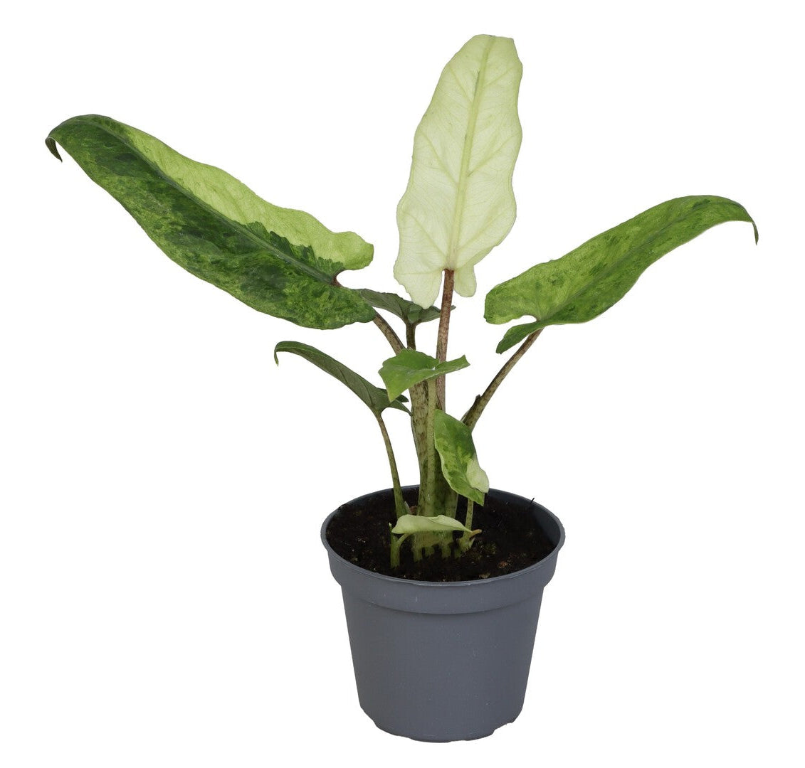 Alocasia Lauterbachiana Variegata