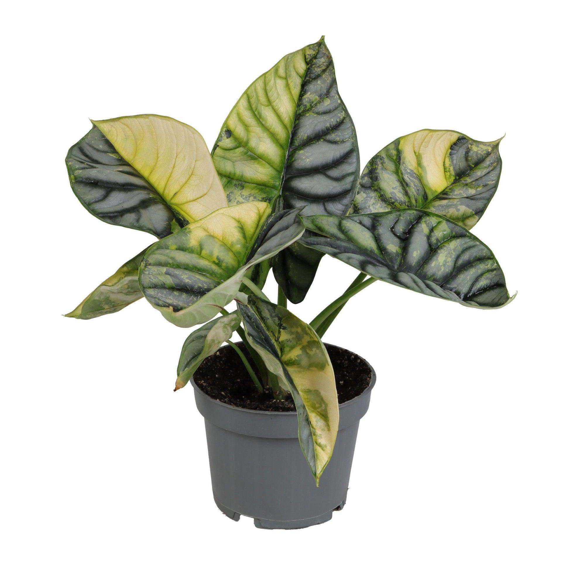 Rare Alocasia baginda 'Silver dragon' variegata aurea M -  Plant Circle.