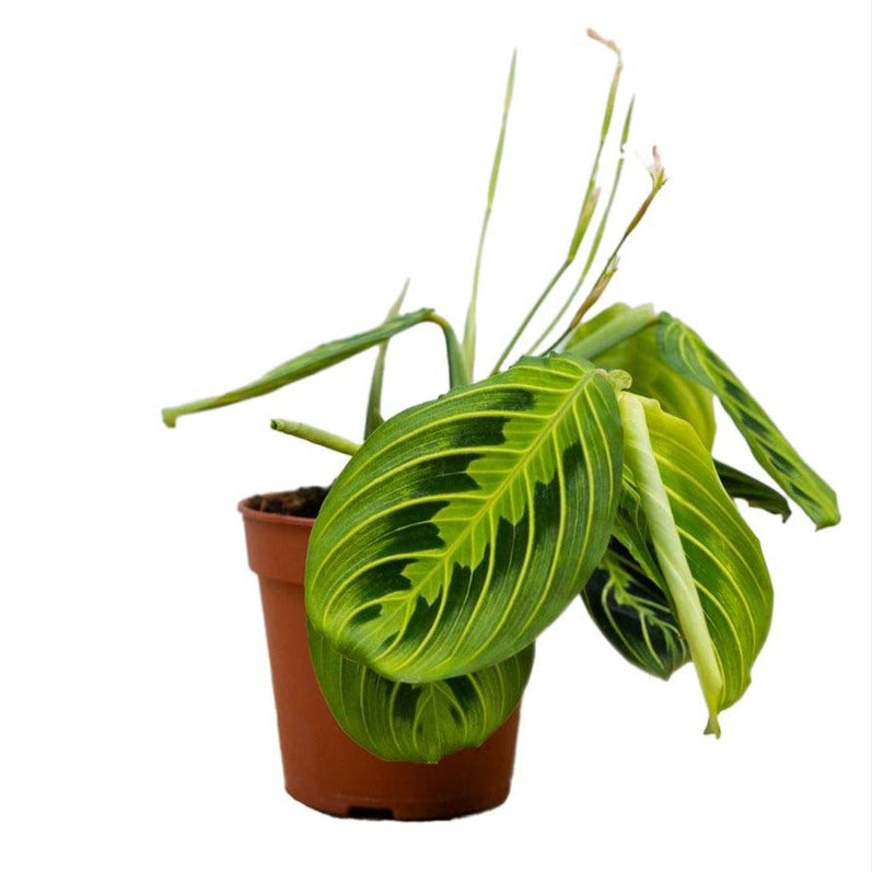 Maranta leuconeura 'Lemon Lime' Medium -  Plant Circle.