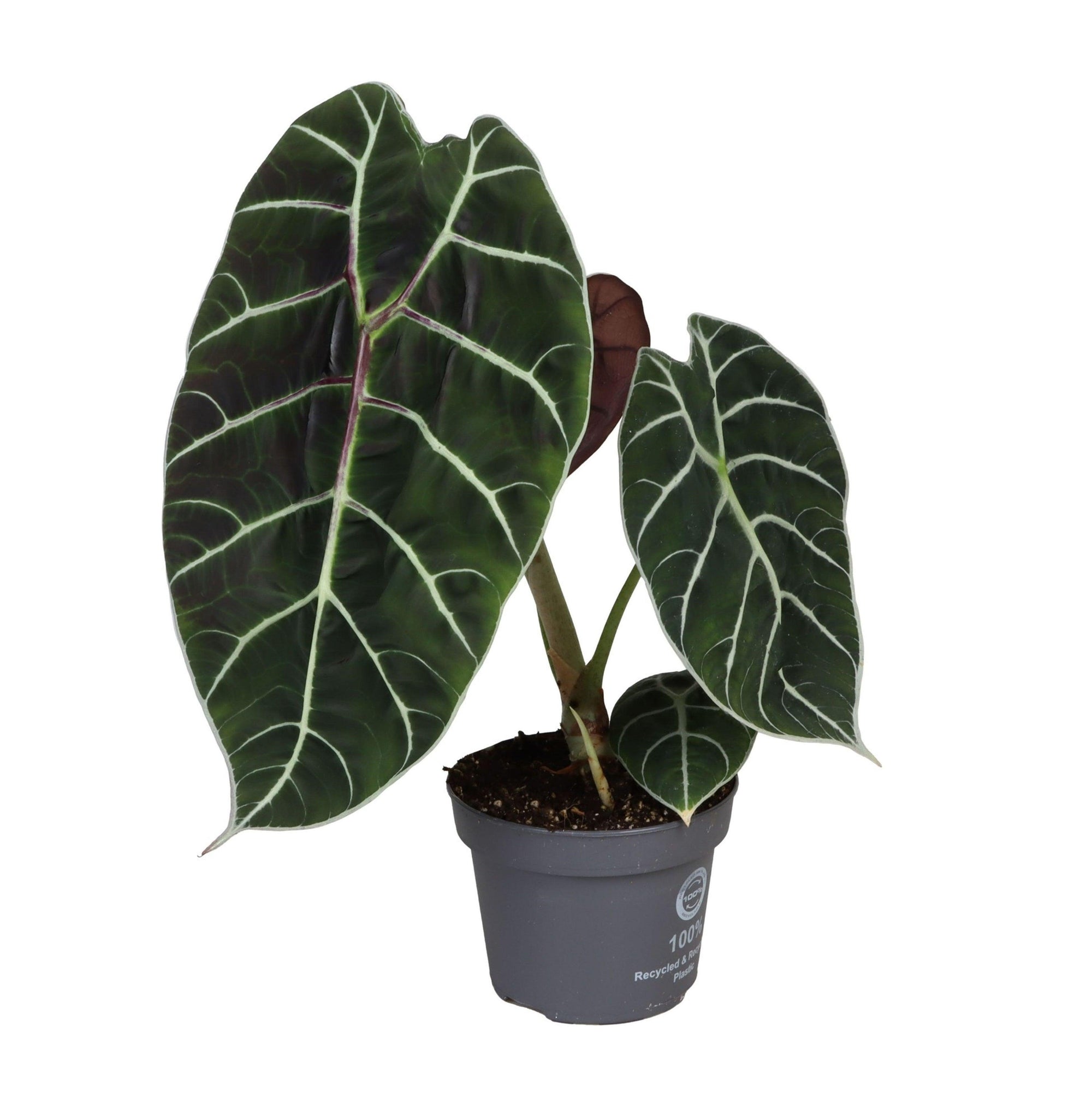 Alocasia 'Pride of Curup' by Plant Circle -  Plant Circle.