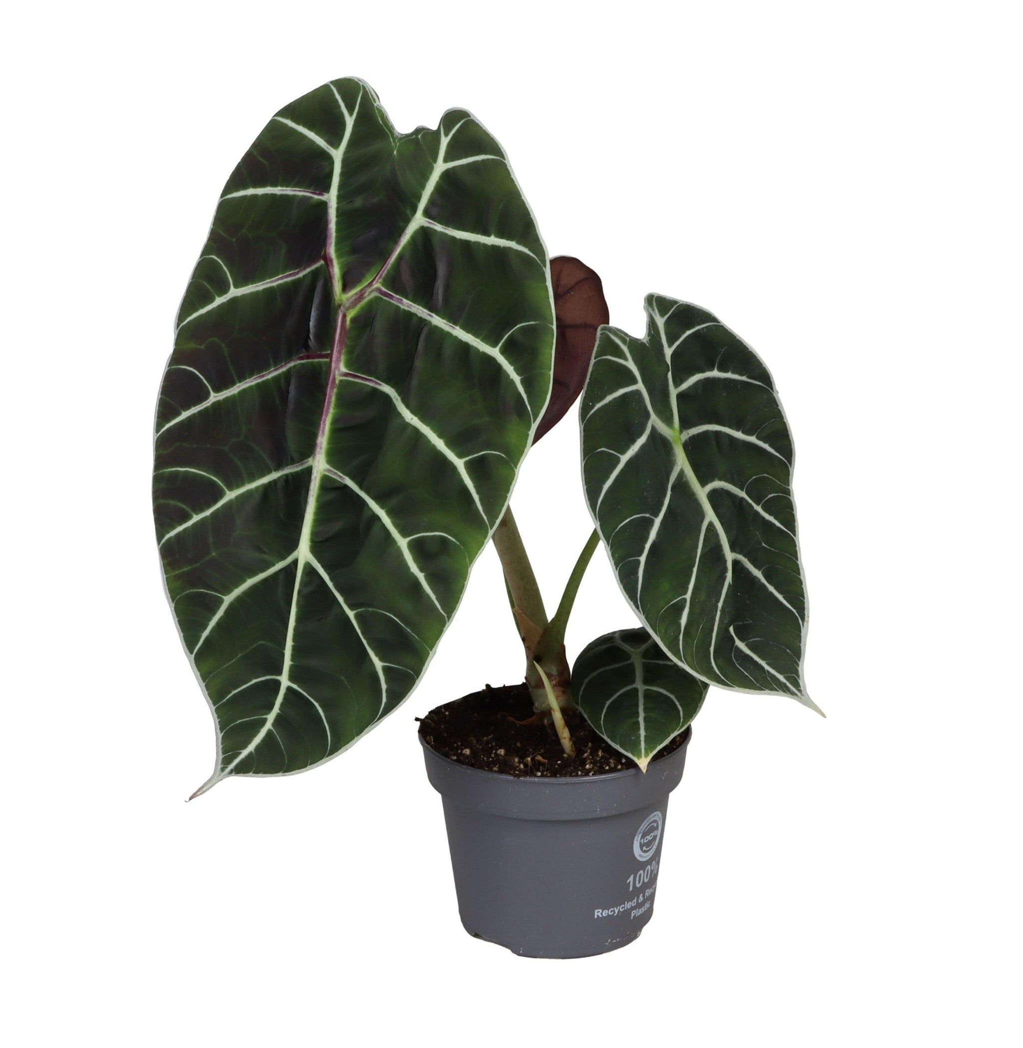 Alocasia 'Pride of Curup' by Plant Circle -  Plant Circle.