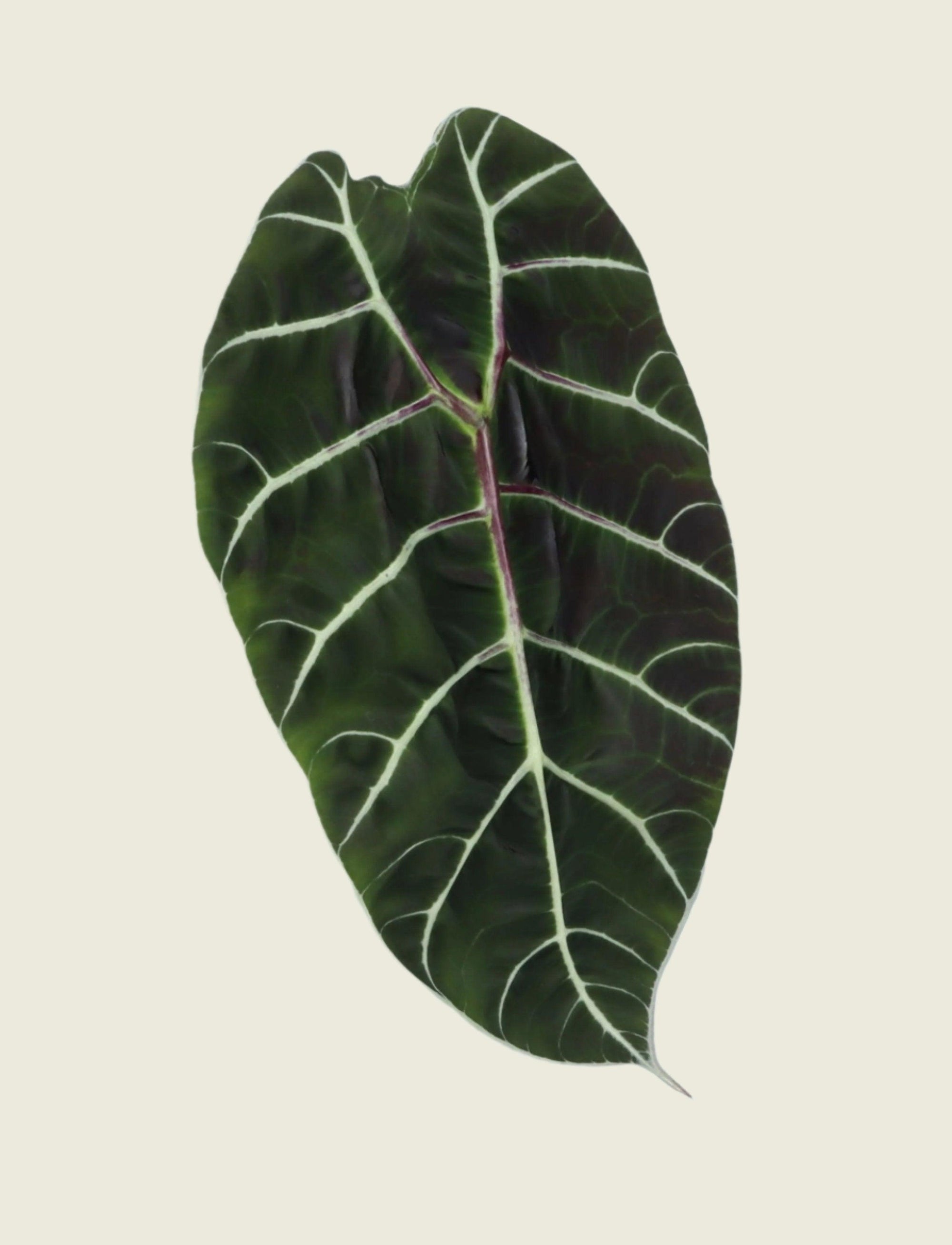 Alocasia 'Pride of Curup' by Plant Circle -  Plant Circle.