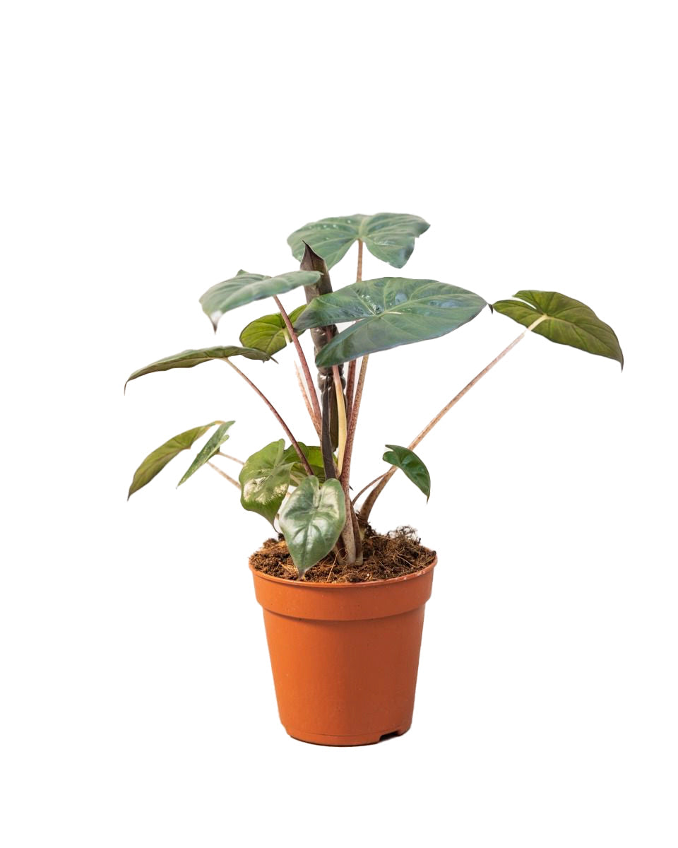 Alocasia sarawakensis 'Yucatan-Prinzessin'
