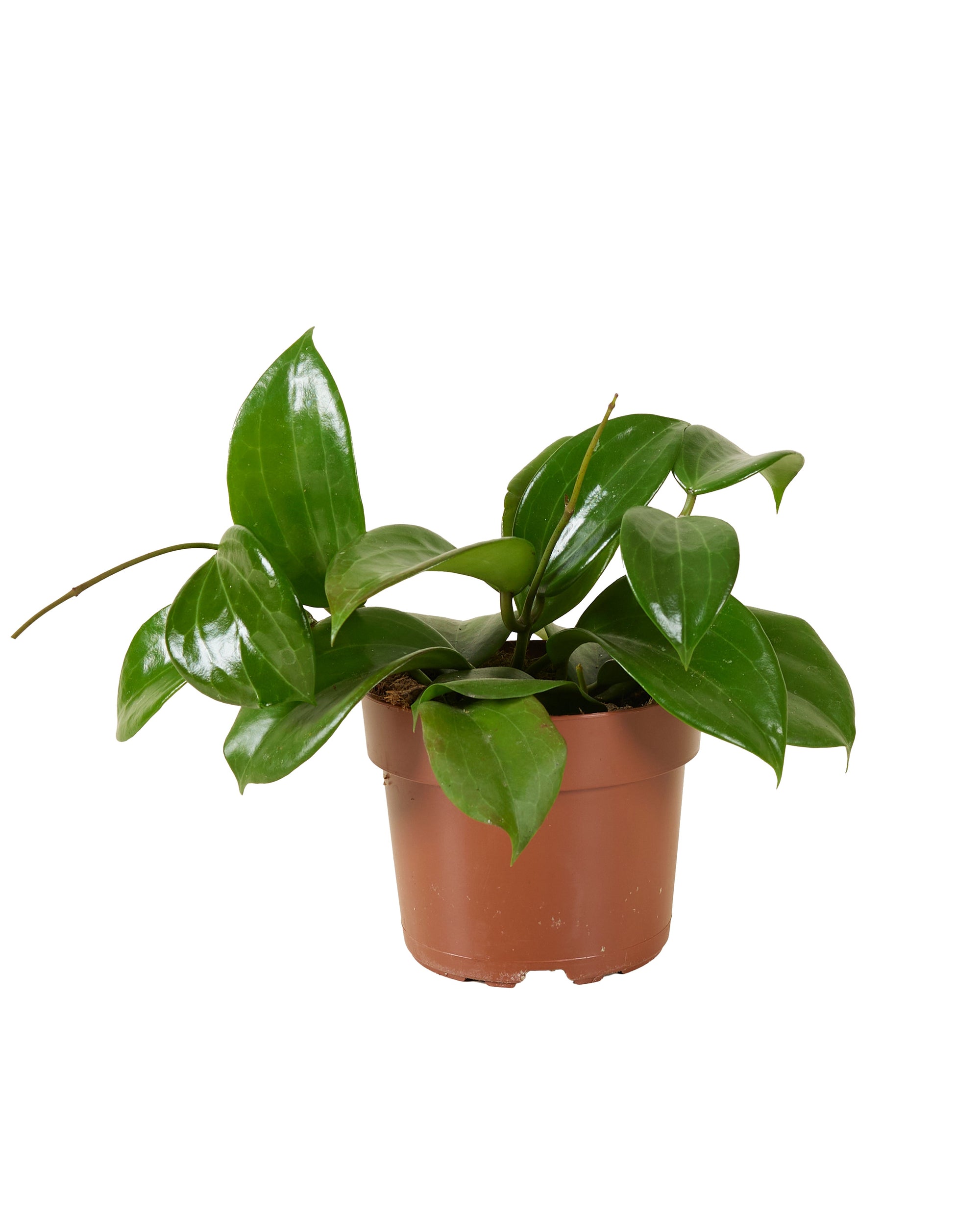 Hoya Quinqeunervia 'Star of Madura' -  Plant Circle.