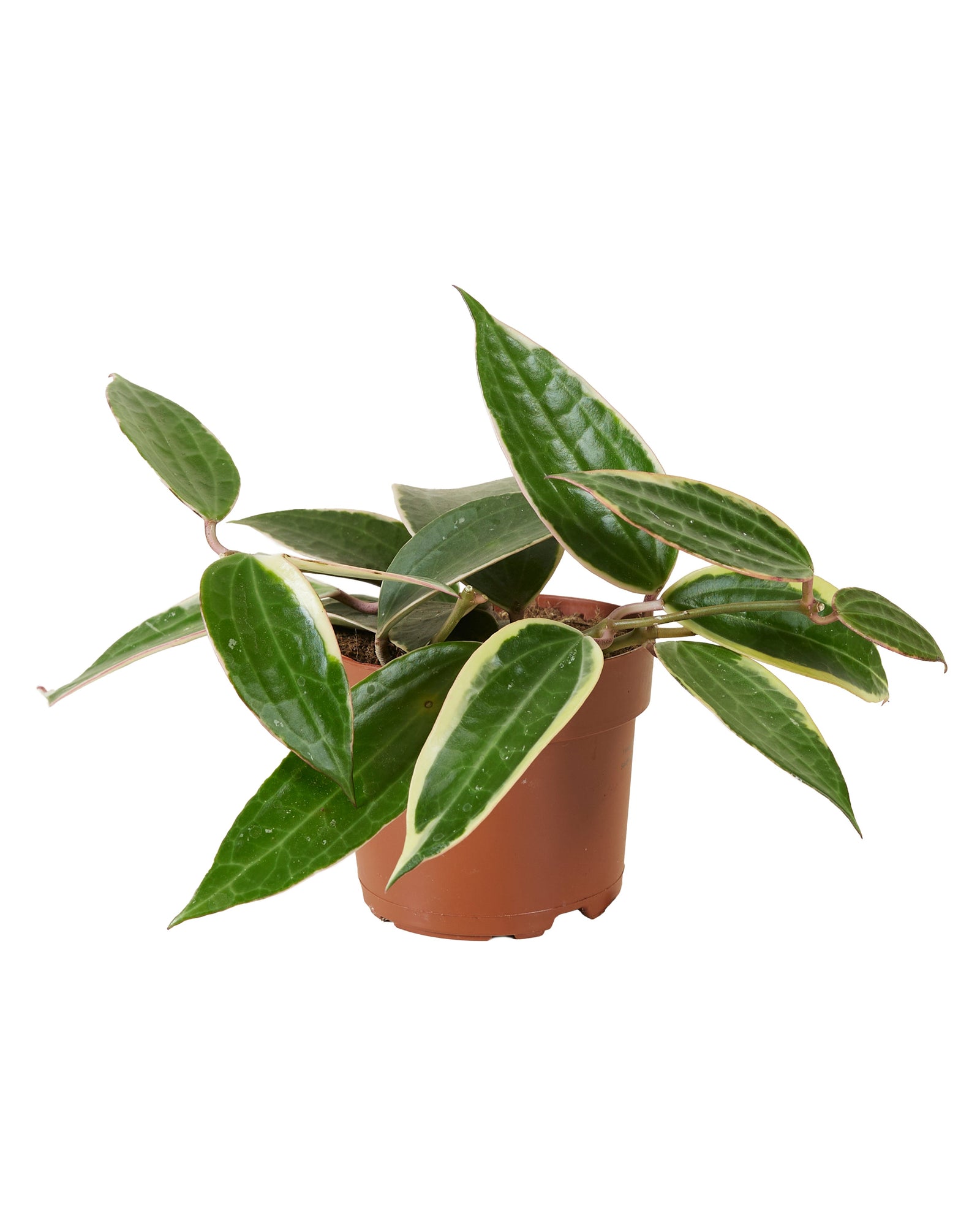 Hoya latifolia albomarginata „Star of Bali“ – Mittelgroß, ca. 15,0 cm hoch – 12,0 cm Topf