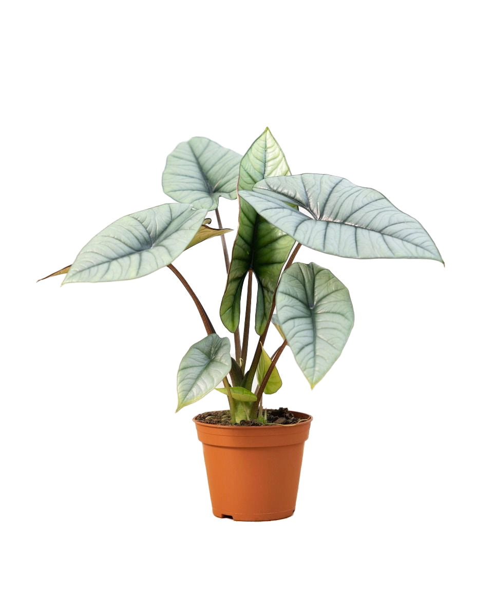 Alocasia 'Platinum' M -  Plant Circle.