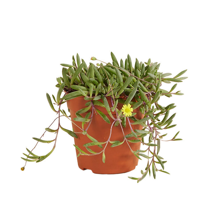 Senecio Herreianus Purple Flush Medium