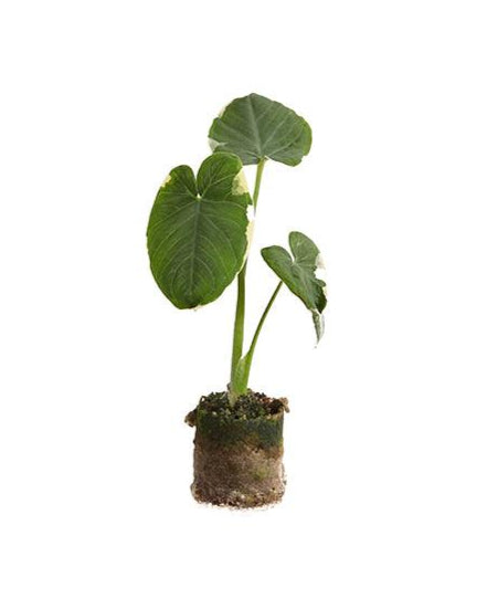 Xanthosoma albomarginata 'Mickey Mouse' Plug – Plug, Approx. 15.0cm height – 3.0cm Pot