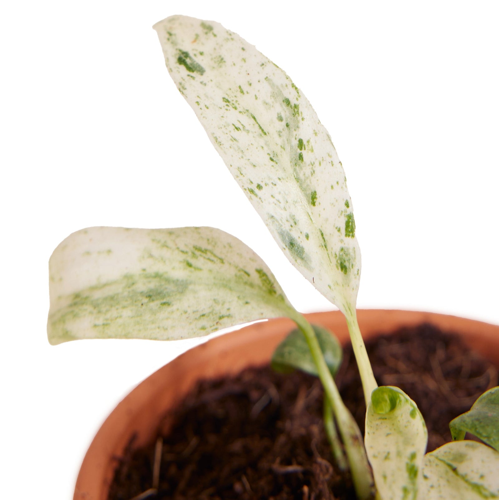 Rhaphidophora Puberula Variegata Baby -  Plant Circle.