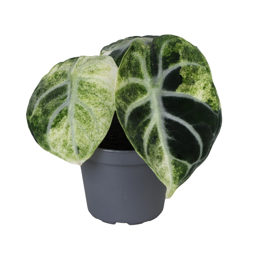 Alocasia reginula 'Ninja' variegata Baby