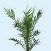 Phoenix Canariensis (Canary Island Date Palm)