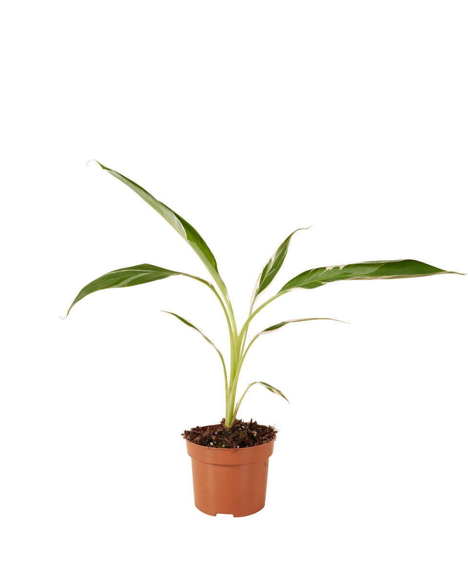 Musa Florida Variegata Medium - Plant Circle.