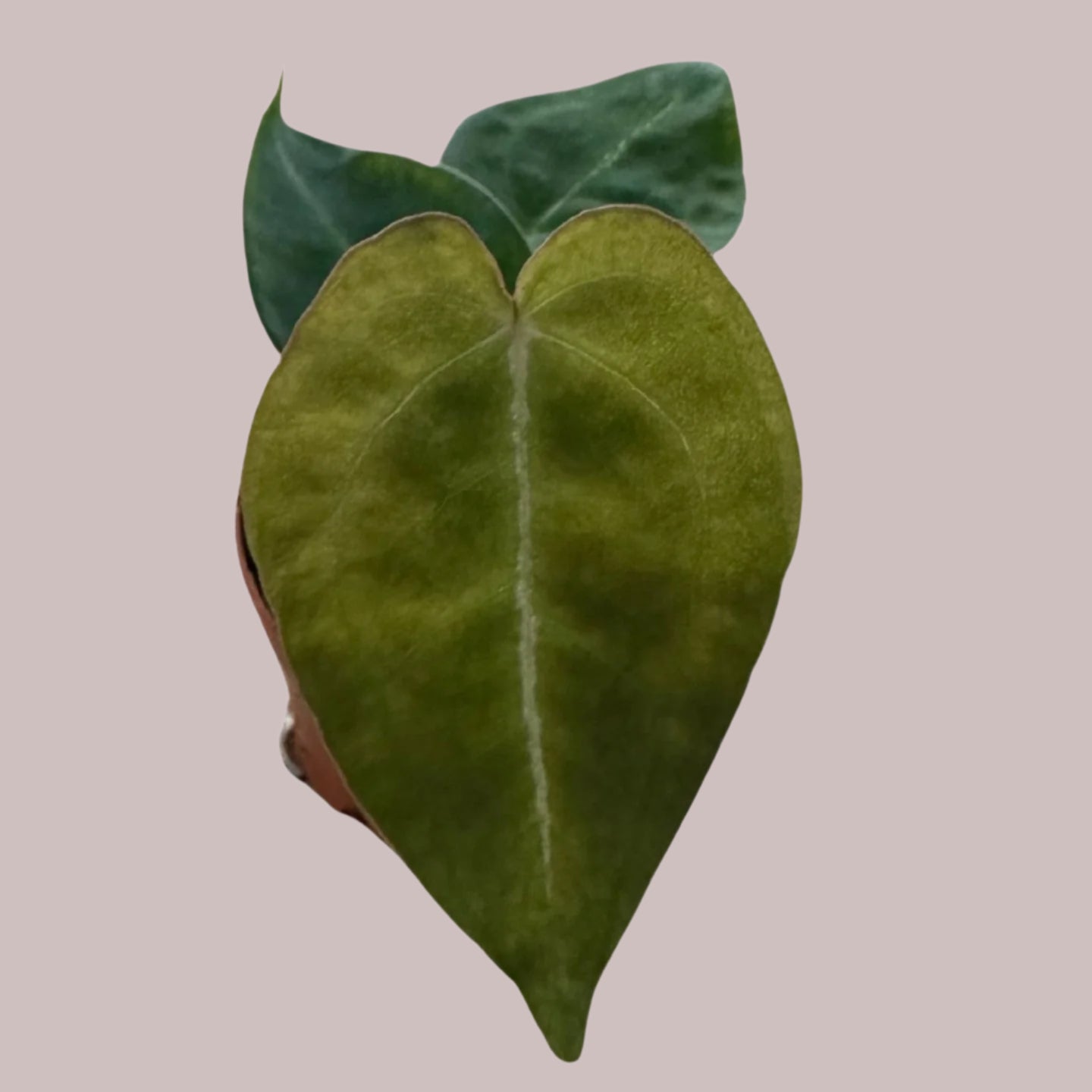 Beautiful Anthurium Forgetti Baby by Plant Circle in a 6.0cm pot. A perfect anthurium for your indoor collection.