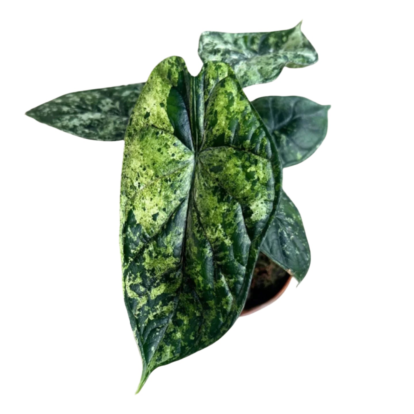 Alocasia baginda 'Dragon scale' Mint Variegata Medium -  Plant Circle.