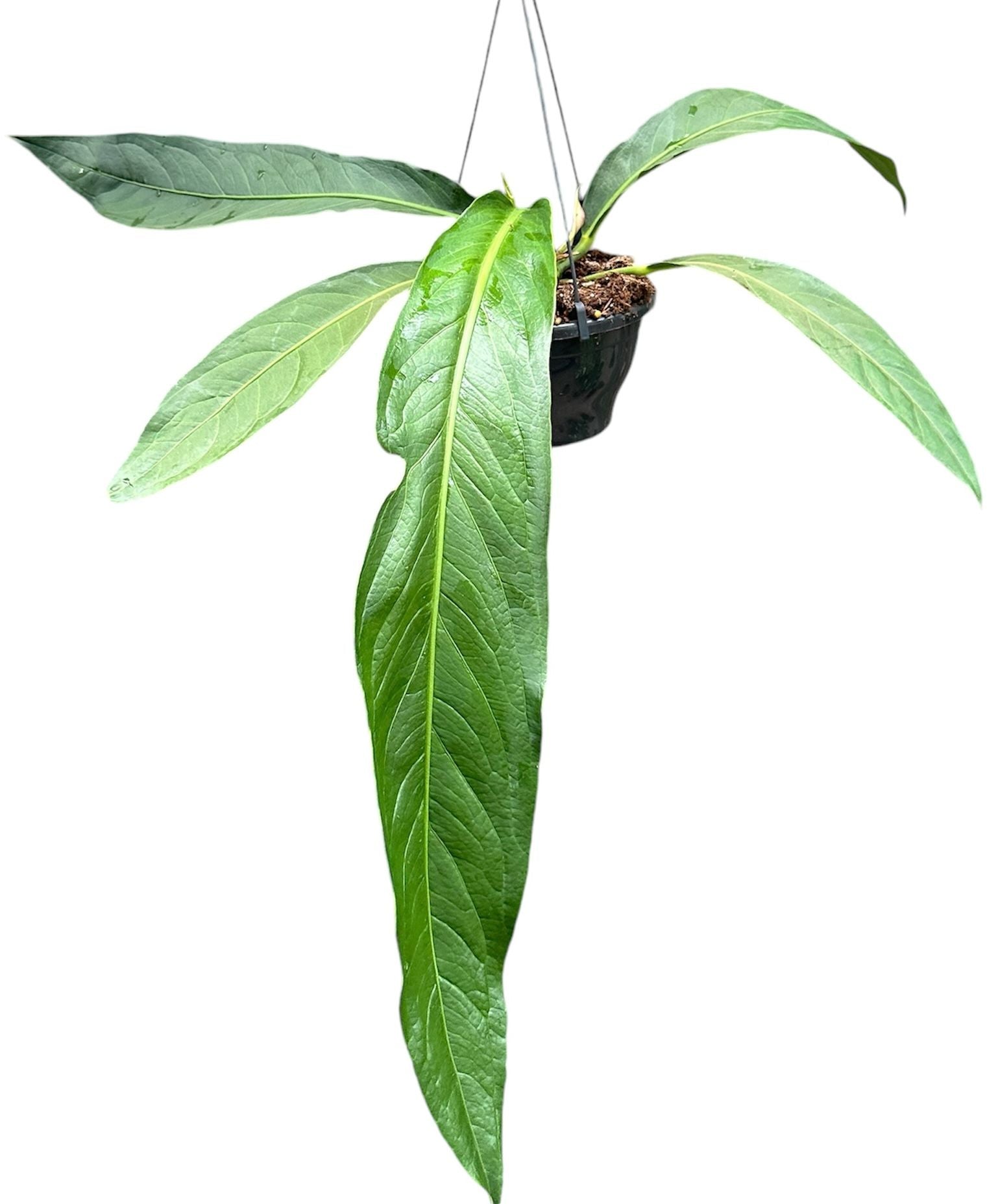 Anthurium 'Big Bill' (A. pendulifolium x cubense) Large