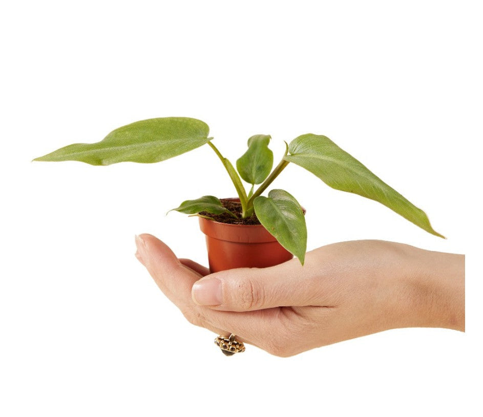 Philodendron Maximum Baby -  Geen.