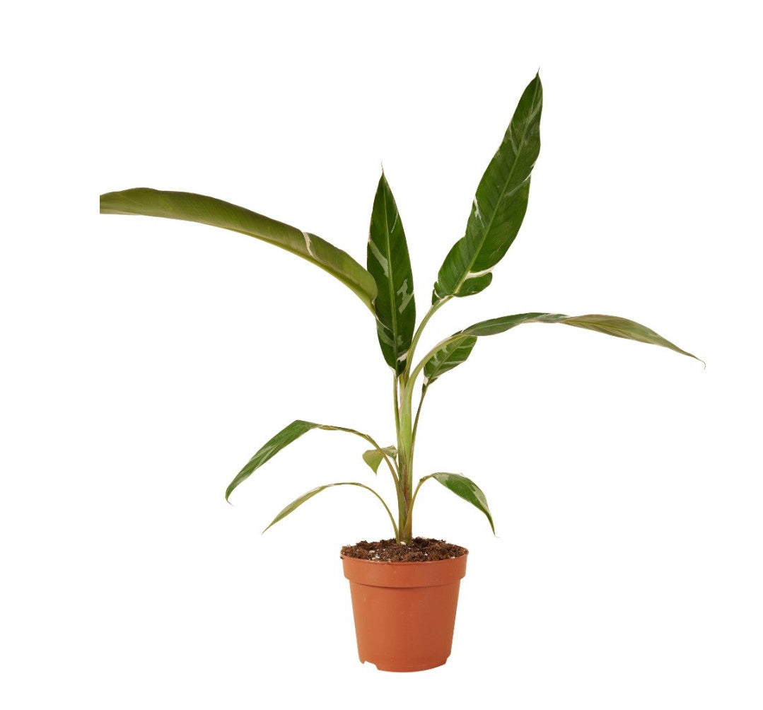 Musa Florida Variegata Large -  Geen.