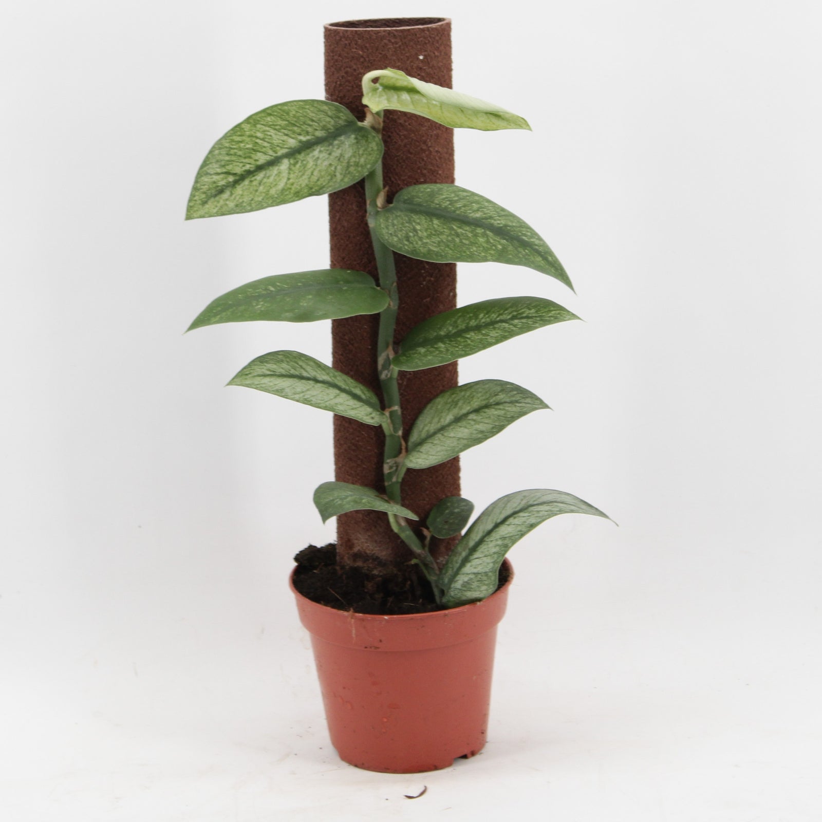 Rhaphidophora hongkongensis 'Mint' Variegata