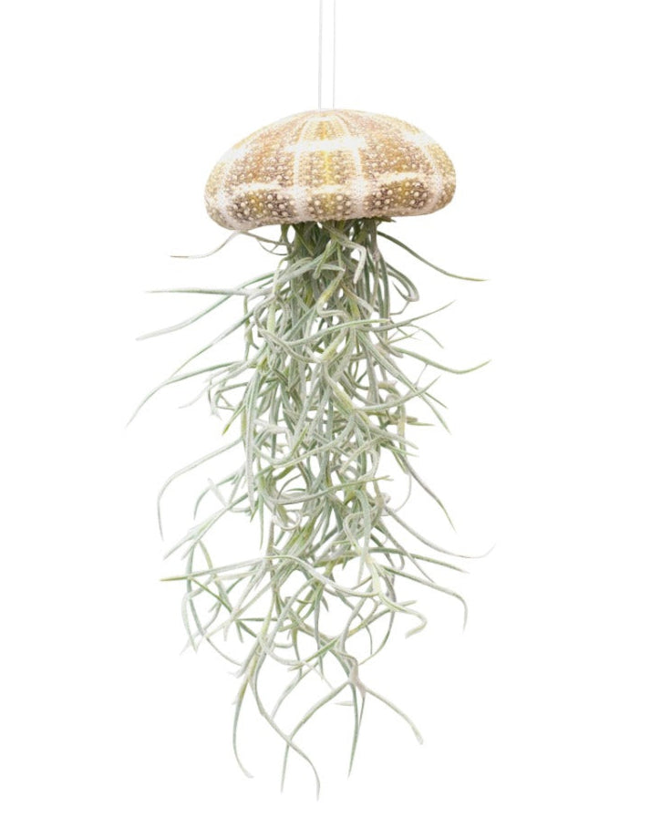 air plant in shell hanging Mini Medusa – Hanging Air Plant Jellyfish (Tillandsia in Sea Urchin Sh