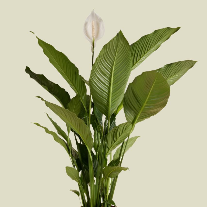 peace lily sebastiano Spathiphyllum 'Sweet Sebastiano' XL