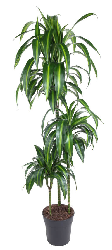 Dracaena fragrans 'Hawaiian Sunshine' XL