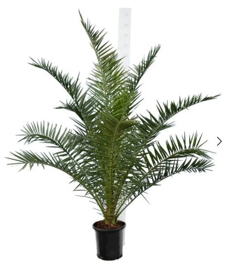 plant phoenix palm Phoenix canariensis (Canary Island Date Palm) XXL