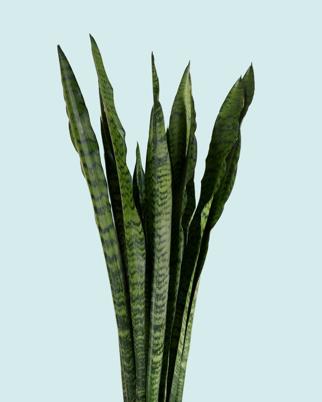 dracaena or sansevieria Dracaena (sansevieria) Zeylanica XL