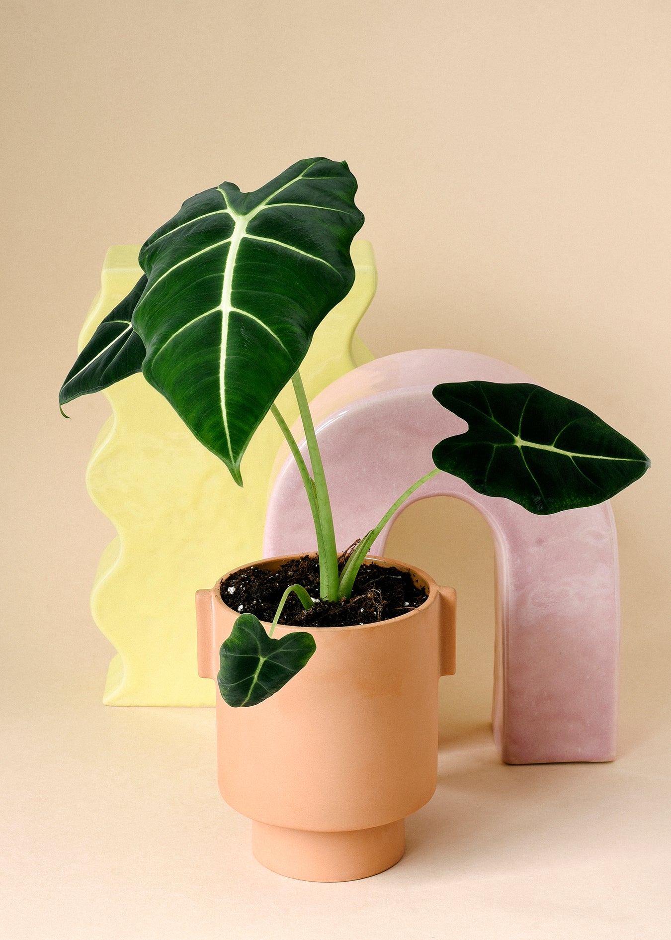 Alocasia Frydek Medium – Velvety Tropical Aroid 55cm